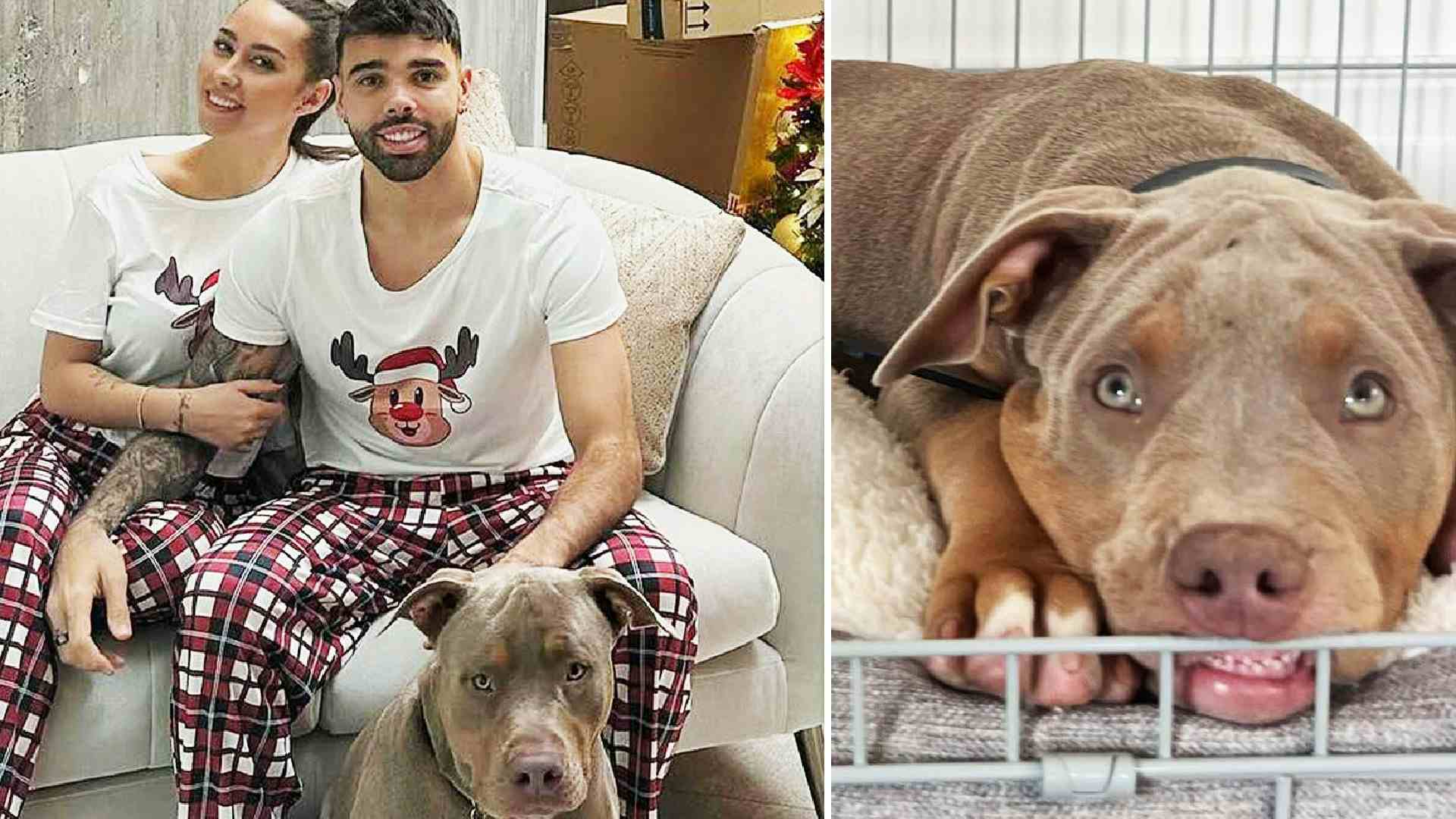 Il cane del portiere dell'Arsenal Raya diventa un caso: rischia di essere abbattuto